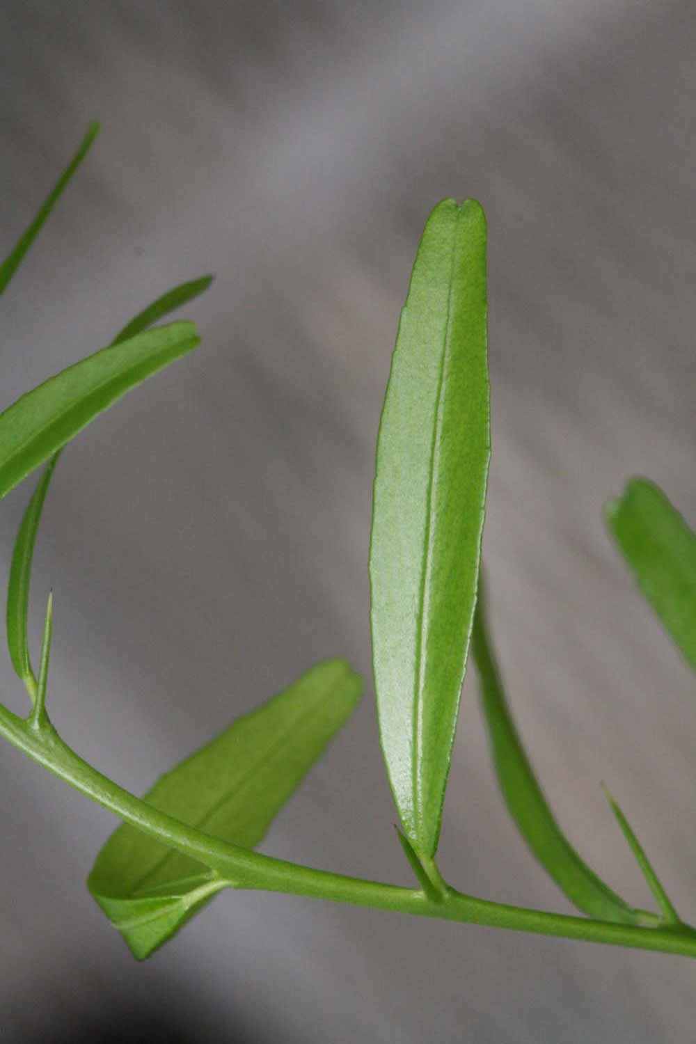              Unifoliolate leaf (Riverside, CA)       